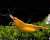 Креветка Orange